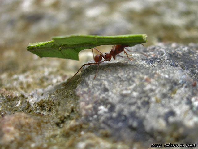 cutter leaf ant queens for sale us