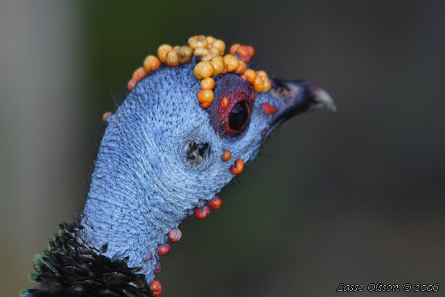 OCELLATED TURKEY (Meleagris ocellata)