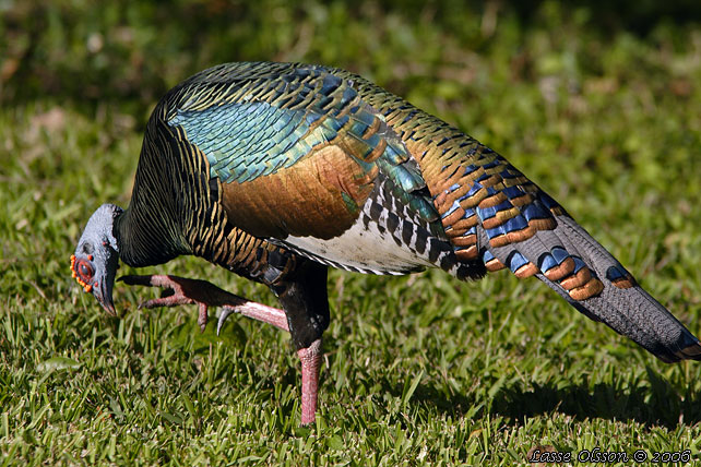 OCELLATED TURKEY (Meleagris ocellata)