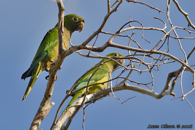 OLIVE-THROATED PARAKEET (Aratinga nana)