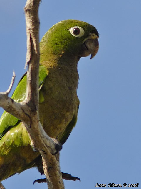 OLIVE-THROATED PARAKEET (Aratinga nana)