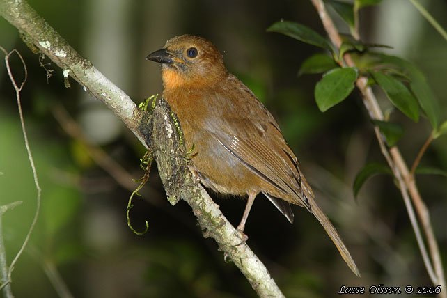 RED-THROATED ANT-TANAGER (Amazona autumnalis)