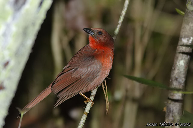 RED-THROATED ANT-TANAGER (Amazona autumnalis)