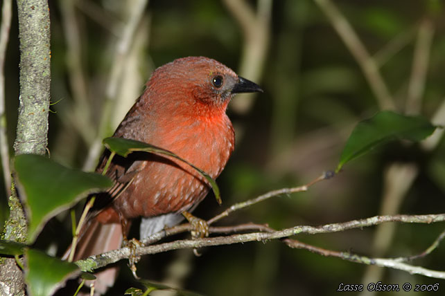 RED-THROATED ANT-TANAGER (Amazona autumnalis)