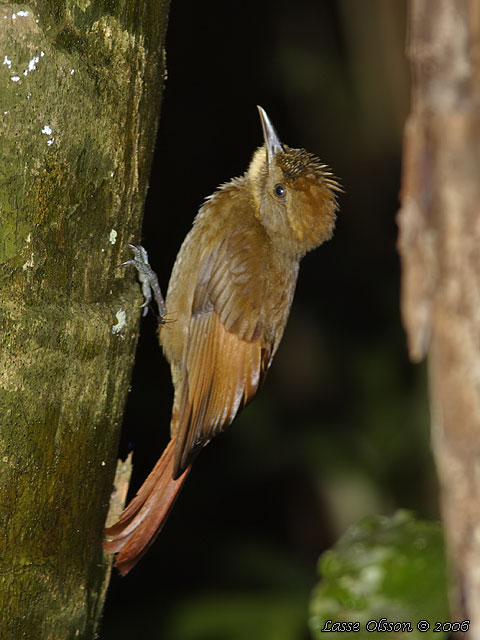 TAWNY-WINGED WOODCREEPER (Dendrocincla anabatina)