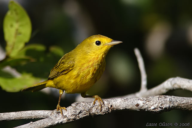 YELLOW WARBLER (Dendroica petechia)