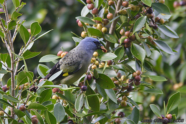 YELLOW-WINGED TANAGER (Thraupis abbas)