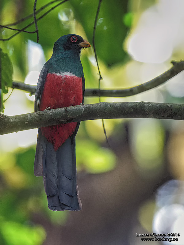 BLACK-TAILED TROGON (Trogon melanurus) - Stäng / Close