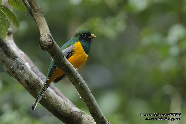 BLACK-THROATED TROGON (Trogon rufus) - STOR BILD / FULL SIZE