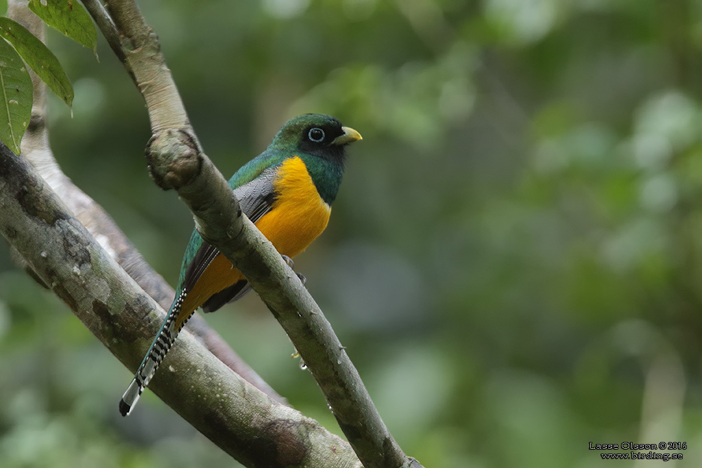 BLACK-THROATED TROGON (Trogon rufus) - Stäng / Close