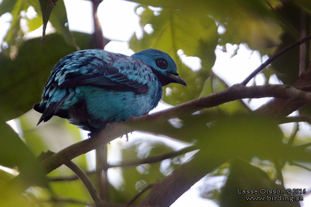 Blue Cotinga (cotinga Nattererii)