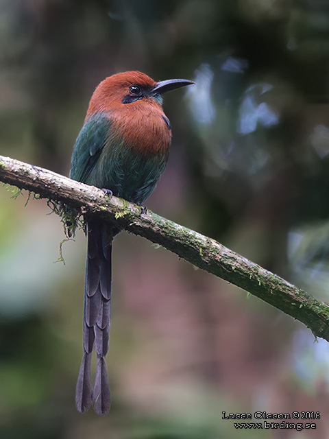 BROAD-BILLED MOTMOT (Electron platyrhynchum) - STOR BILD / FULL SIZE