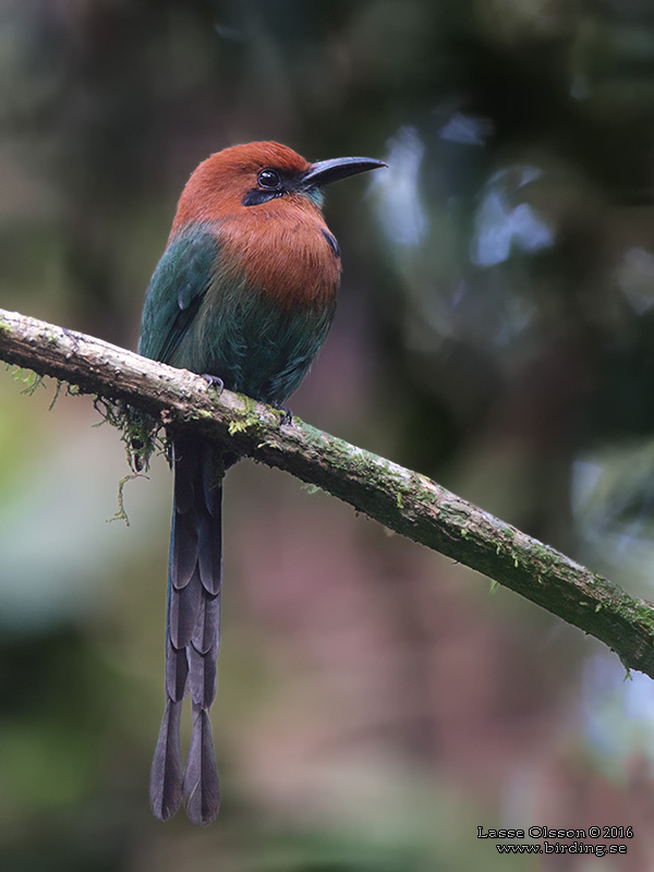 BROAD-BILLED MOTMOT (Electron platyrhynchum) - Stäng / Close