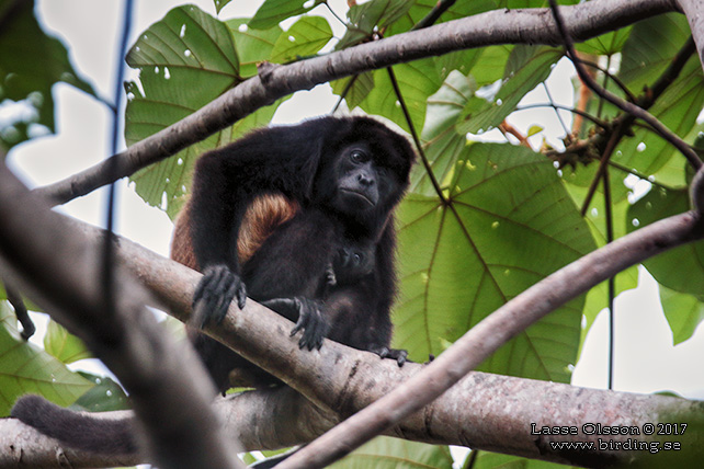 MANTLED HOWLER MONKEY (Alouatta palliata) - STOR BILD / FULL SIZE