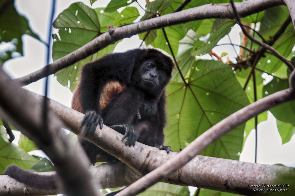 MANTLED HOWLER MONKEY (Alouatta palliata) - Stäng / Close