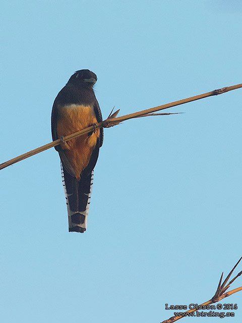 GARTERED TROGON (Trogon caligatus) - STOR BILD / FULL SIZE