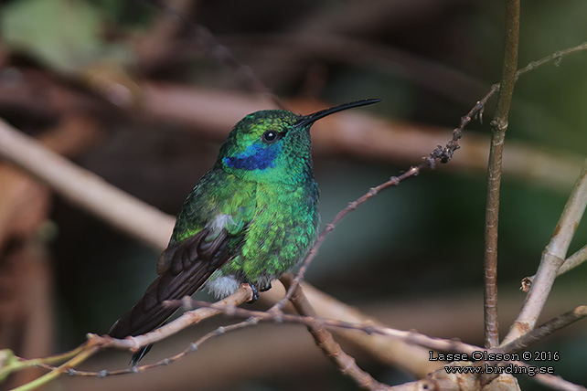 LESSER VIOLETEAR (Colibri cyanotus) - STOR BILD / FULL SIZE