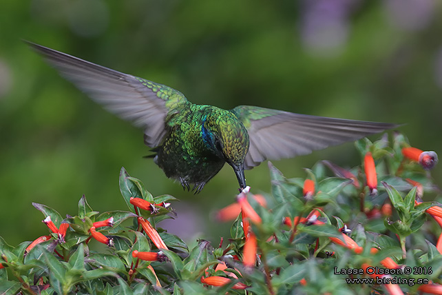 LESSER VIOLETEAR (Colibri cyanotus) - STOR BILD / FULL SIZE