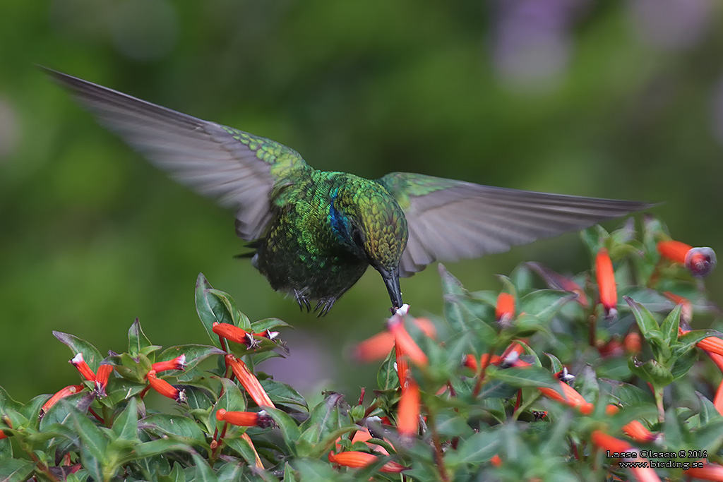 LESSER VIOLETEAR (Colibri cyanotus) - Stäng / Close