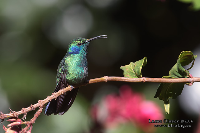 LESSER VIOLETEAR (Colibri cyanotus) - STOR BILD / FULL SIZE