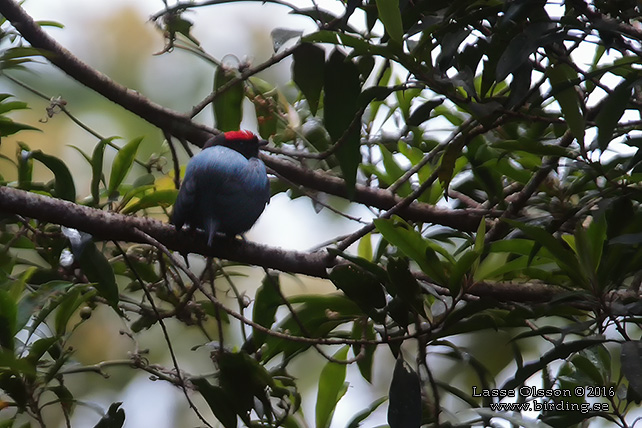 LANCE-TAILED MANAKIN (Chiroxiphia lanceolata) - STOR BILD / FULL SIZE