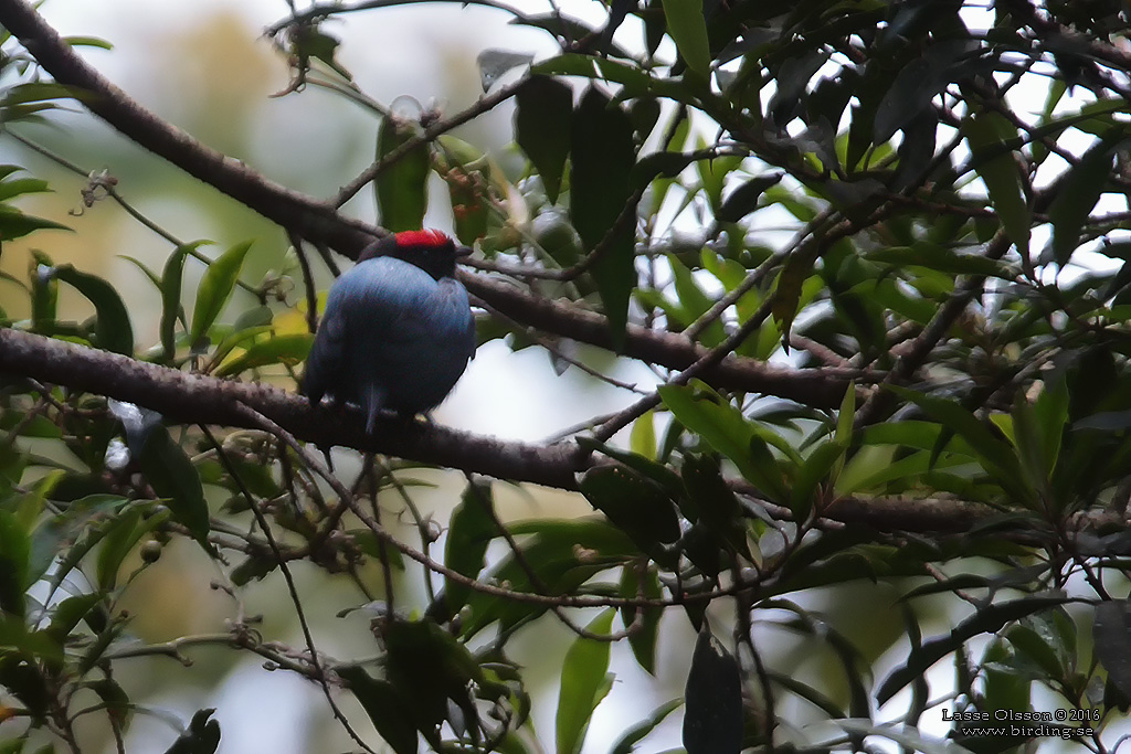 LANCE-TAILED MANAKIN (Chiroxiphia lanceolata) - Stäng / Close