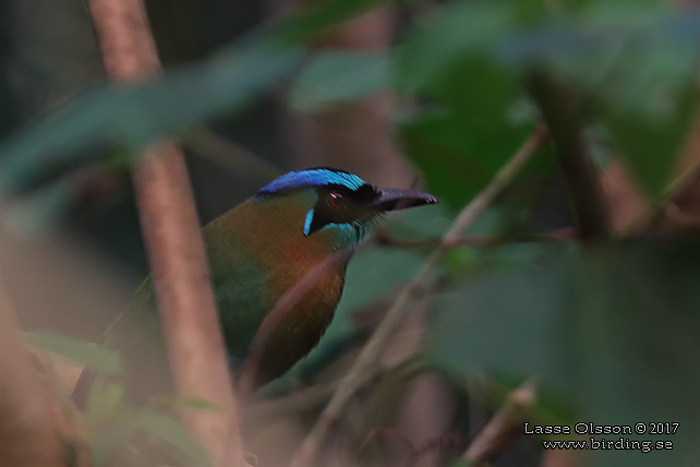 LESSON'S MOTMOT (Momotus lessonii) - STOR BILD / FULL SIZE