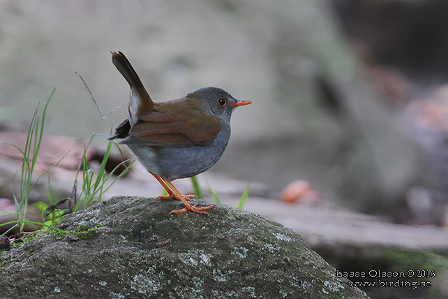 ORANGE-BILLED NIGHTINGALE-THRUSH (Catharus aurantiirostris) - STOR BILD / FULL SIZE