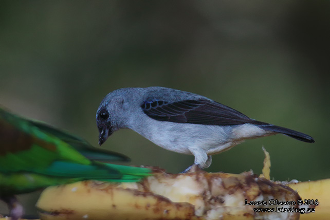 PLAIN-COLORED TANAGER (Tangara inornata) - STOR BILD / FULL SIZE