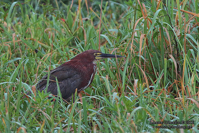 RUFESCENT TIGER-HERON (Tigrisoma lineatum) - STOR BILD / FULL SIZE