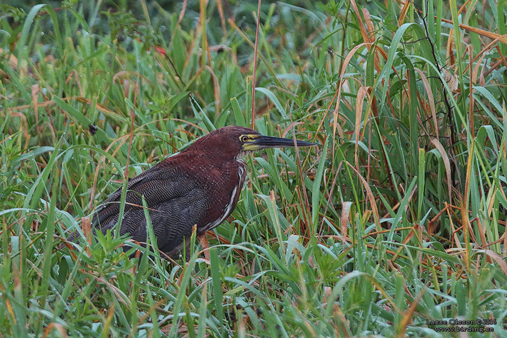 RUFESCENT TIGER-HERON (Tigrisoma lineatum) - Stäng / Close