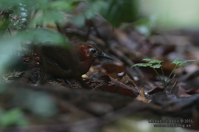 SONG WREN (Cyphorhinus phaeocephalus) - STOR BILD / FULL SIZE