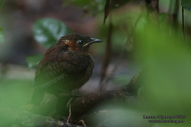 SONG WREN (Cyphorhinus phaeocephalus) - STOR BILD / FULL SIZE