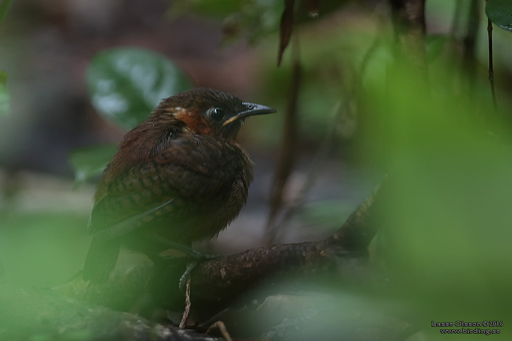 SONG WREN (Cyphorhinus phaeocephalus) - Stäng / Close