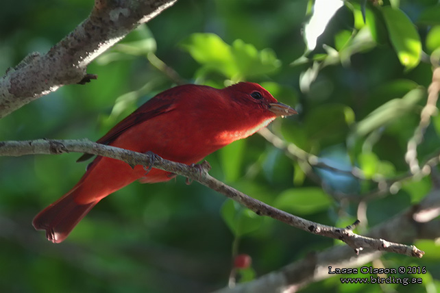 SUMMER TANAGER (Piranga rubra) - STOR BILD / FULL SIZE