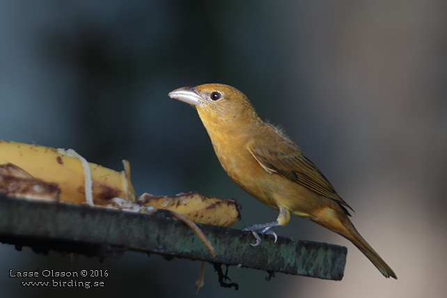 SUMMER TANAGER (Piranga rubra) - STOR BILD / FULL SIZE