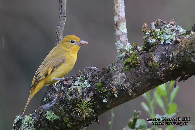 SUMMER TANAGER (Piranga rubra) - STOR BILD / FULL SIZE