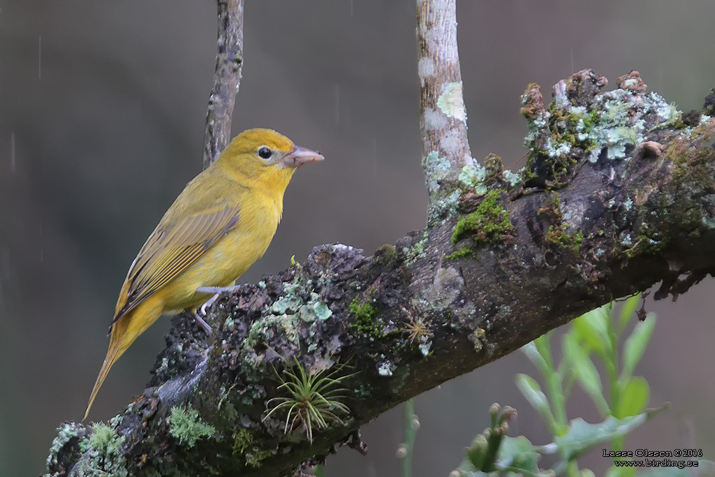 SUMMER TANAGER (Piranga rubra) - Stäng / Close