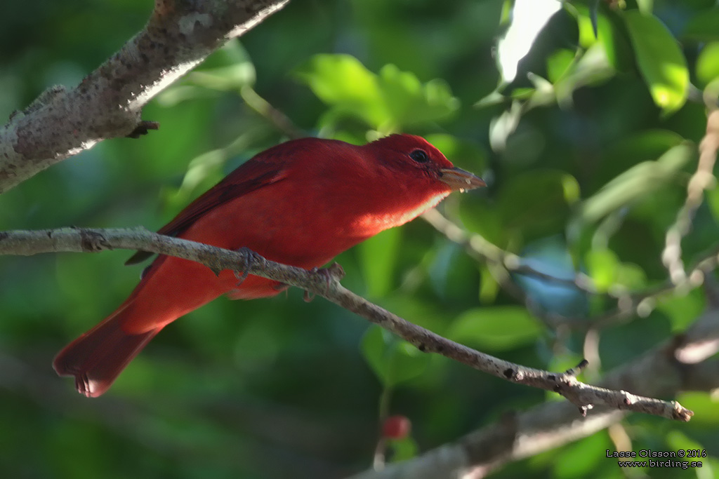 SUMMER TANAGER (Piranga rubra) - Stäng / Close