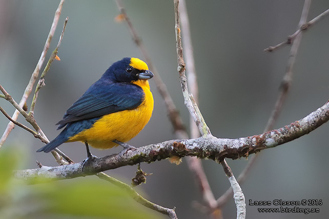 THICK-BILLED EUPHONIA (Euphonia laniirostris) - STOR BILD / FULL SIZE