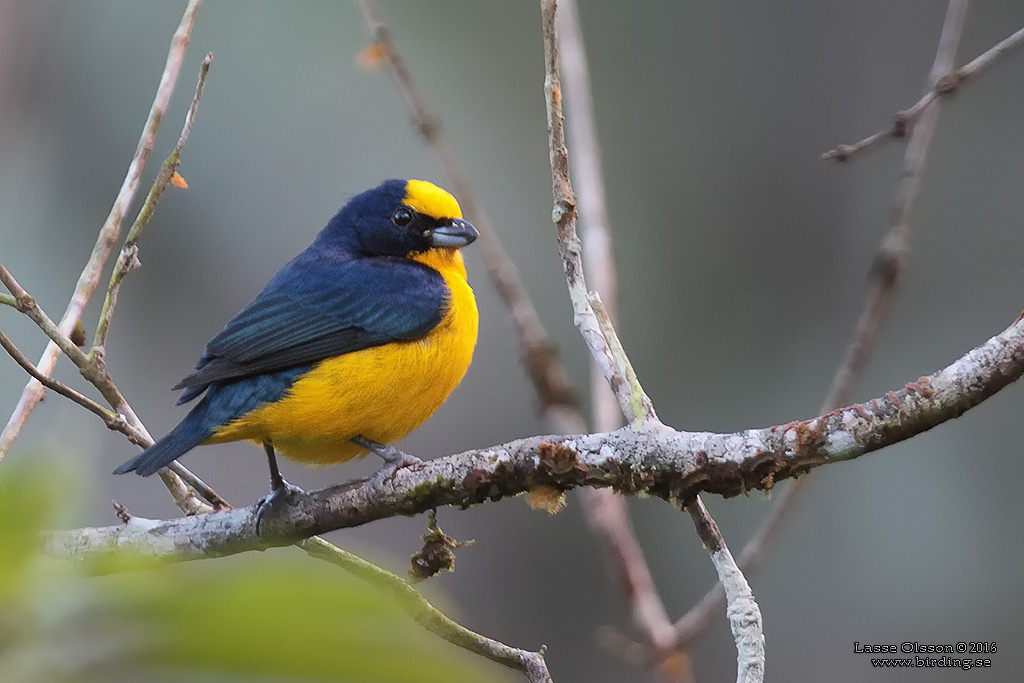 THICK-BILLED EUPHONIA (Euphonia laniirostris) - Stäng / Close