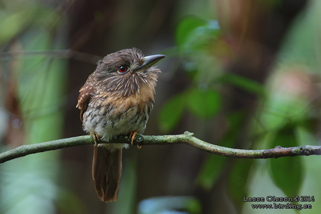 WHITE-WHISKERED PUFFBIRD (Malacoptila panamensis) - STOR BILD / FULL SIZE