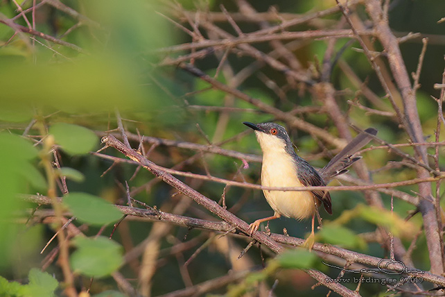 ASHY PRINIA (Prinia socialis) - stor bild / full size