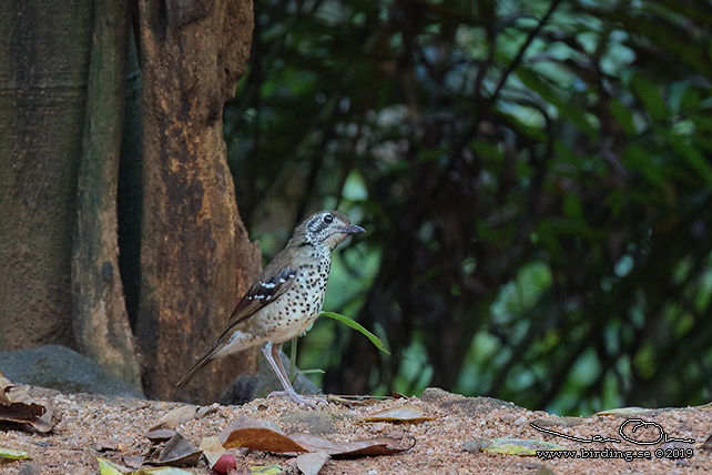 SPOT-WINGED THRUSH (Geokichla spiloptera) - stor bild / full size