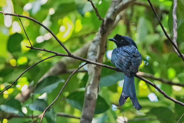 SRI LANKA DRONGO (Dicrurus lophorinus) - stor bild / full size