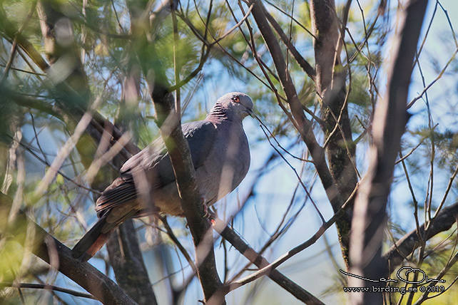 SRI LANKA WOOD PIGEON (Columba torringtoniae) - stor bild / full size