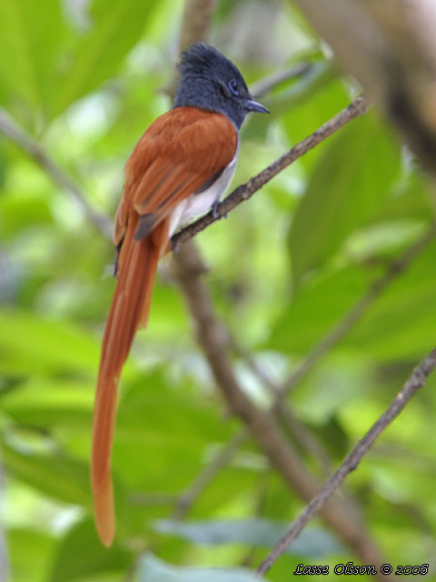 AFRICAN PARADISE FLYCATCHER (Tersiphone viridis)