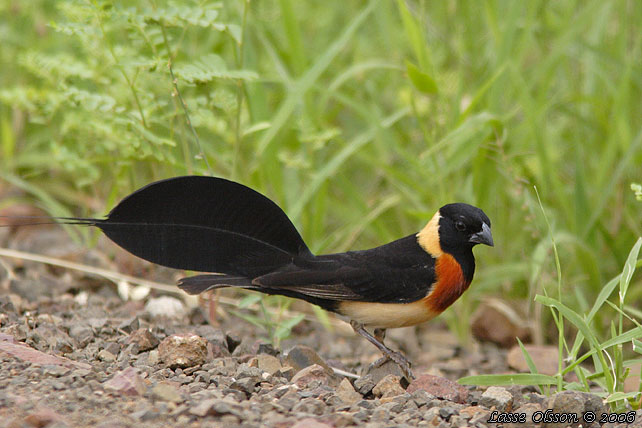 LONG-TAILED PARADISE-WHYDAH (Vidua paradisaea)