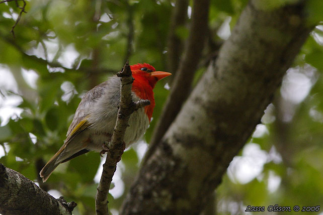 RED-HEADED WEAVER (Anaplectes rubriceps)