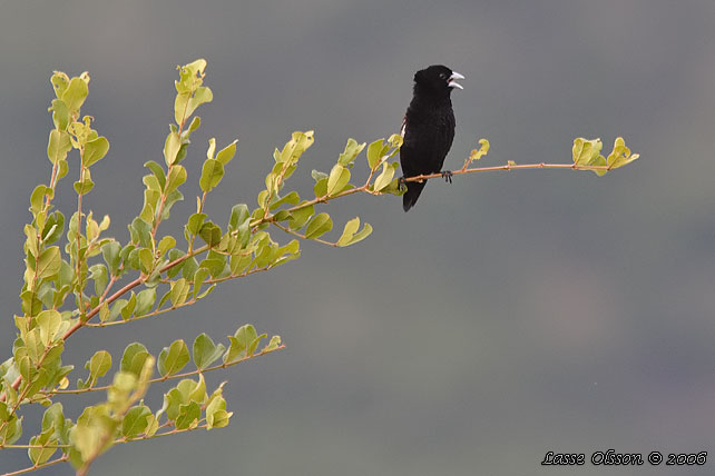 WHITE-WINGED WIDOWBIRD (Euplectes albonotatus)